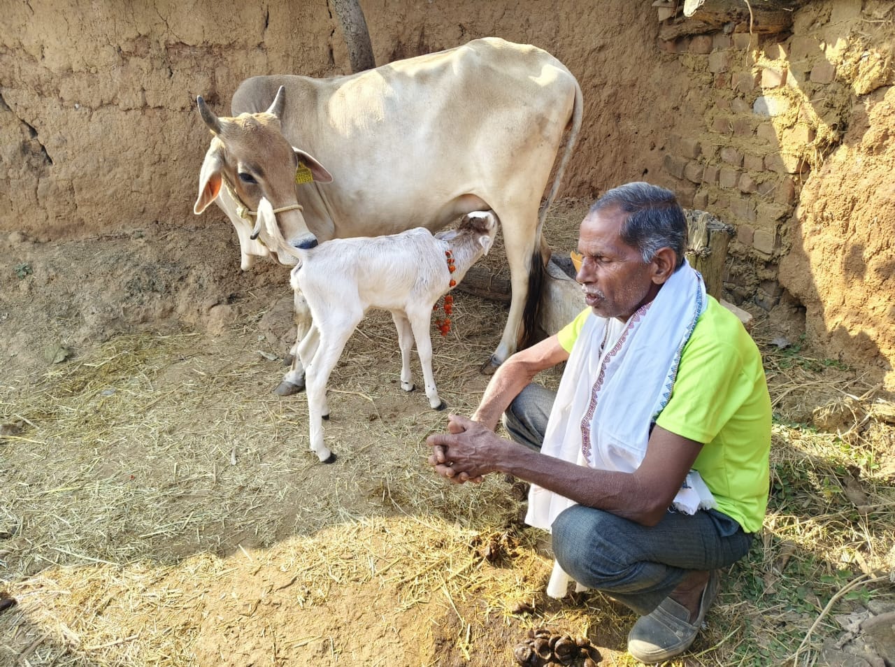 पशु कृत्रिम गर्भाधान से जन्मी प्रथम पुंगनुर मादा वत्स, जिले की ऐतिहासिक उपलब्धि के साथ पशु नस्ल सुधार में एक नया कदम&nbsp;
