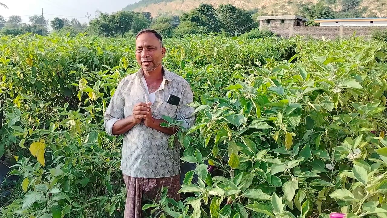 रायगढ़ : धान से सब्जी की ओर सफल कदम, खरसिया के किसान मुरलीधर साहू ने ग्राफ्टेड बैंगन से बदली खेती की तस्वीर