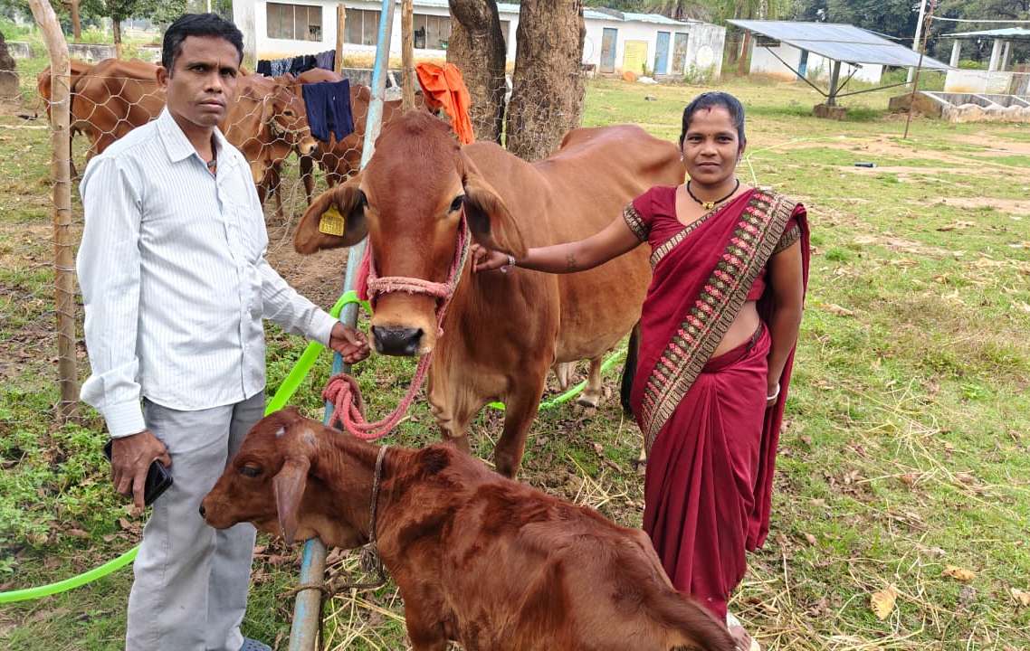 बस्तर संभाग में एनडीडीबी की पायलट योजना से 24 जनजातीय महिलाएं डेयरी व्यवसाय से आत्मनिर्भर बनीं, 36 साहीवाल गायों के माध्यम से प्रतिमाह 13,000 रुपये आय अर्जित कर रही हैं&rdquo;
