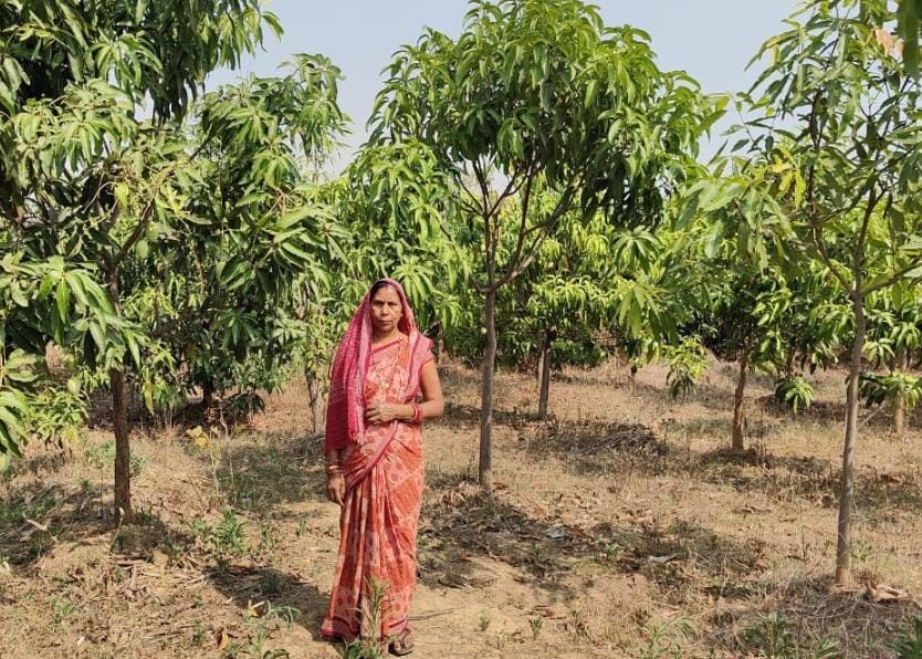 मनरेगा से बदली बंजर भूमि की तक़दीर, तमनार में हरियाली बनी ग्रामीण आजीविका का सहारा