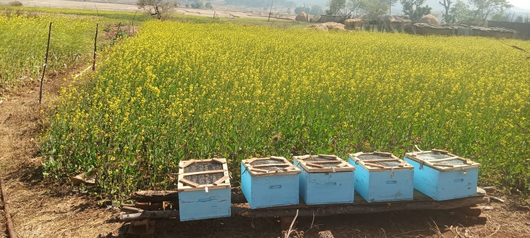 मधुमक्खियों ने बदली तकदीर: बगीचा विकासखण्ड के चम्पा गांव की महिलाओं ने स्व सहायता समूह के माध्यम से मधुमक्खी पालन से लिखी आत्मनिर्भरता की नई कहानी