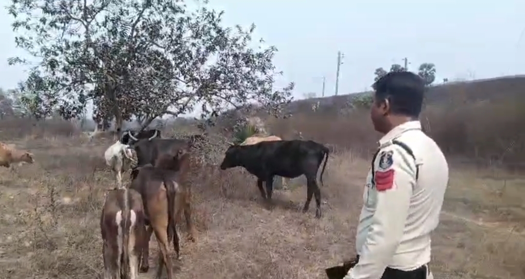 &ldquo;ऑपरेशन शंखनाद&rdquo; के तहत तमनार पुलिस की बड़ी कार्रवाई &mdash; 8 गौवंश तस्करों के चंगुल से मुक्त, दो आरोपी गिरफ्तार