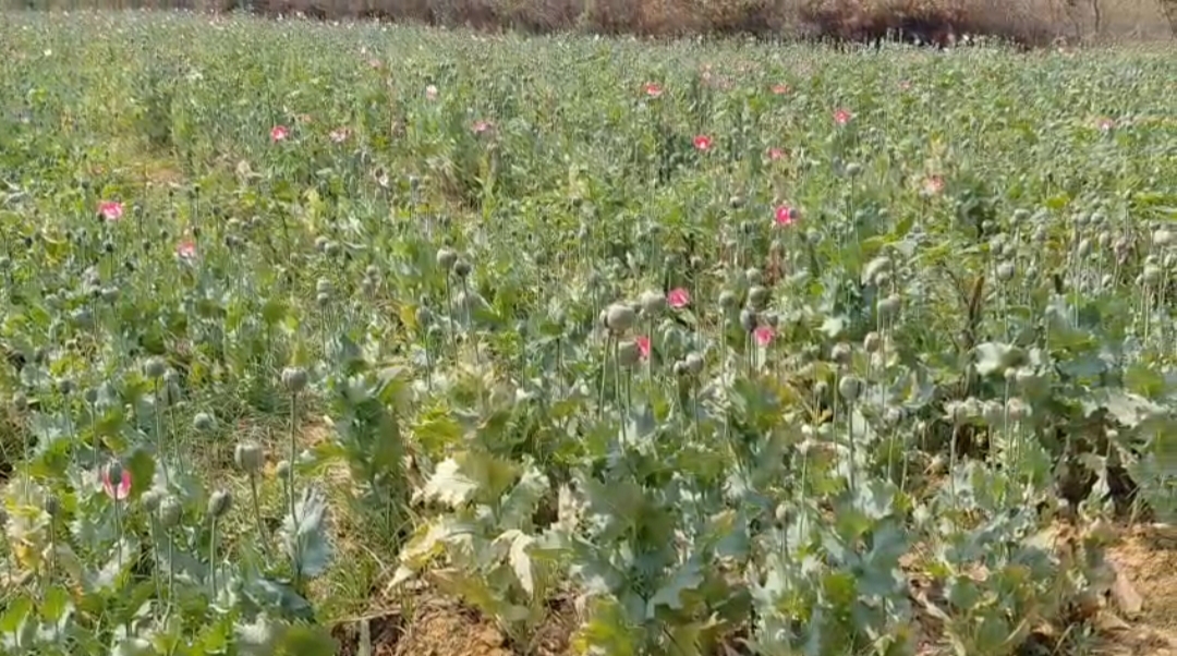&ldquo;ऑपरेशन आघात&rdquo; का अब तक का सबसे बड़ा एक्शन : तमनार के आमाघाट में नदी किनारे फैली करीब एक एकड़ अवैध अफीम की खेती का सनसनीखेज खुलासा, झारखंड से जुड़े आरोपी की गिरफ्तारी, रातभर चली पुलिस की घेराबंदी और सुबह होते ही फसल पर चला कानूनी बुलडोज़र