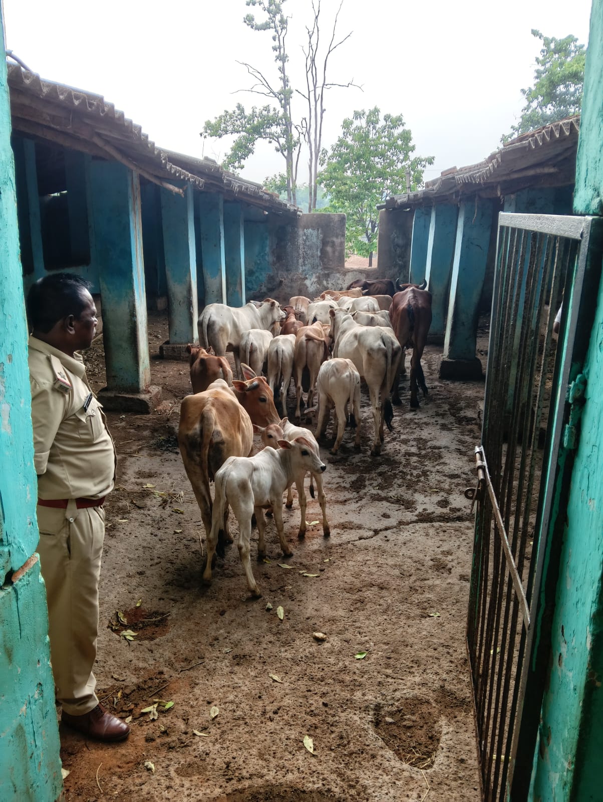 ऑपरेशन शंखनाद के तहत लैलूंगा पुलिस की बड़ी कार्रवाई, घने जंगल में चलाए गए सर्च ऑपरेशन में 20 गौवंश तस्करों के चंगुल से मुक्त
