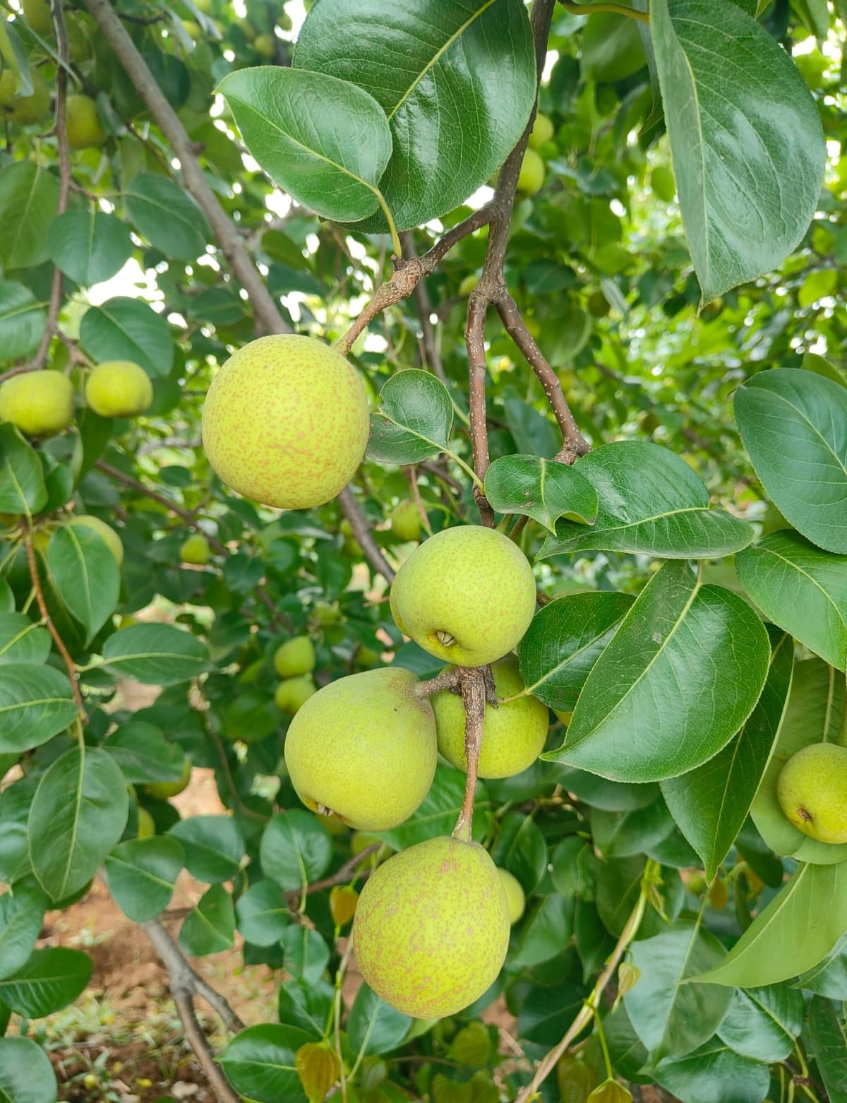 जशपुर का 'ग्रीन गोल्ड' बनी नाशपाती, सन्ना-मनोरा के बागानों से किसानों की किस्मत चमकी, बागवानी से लिखी जा रही समृद्धि की नई इबारत