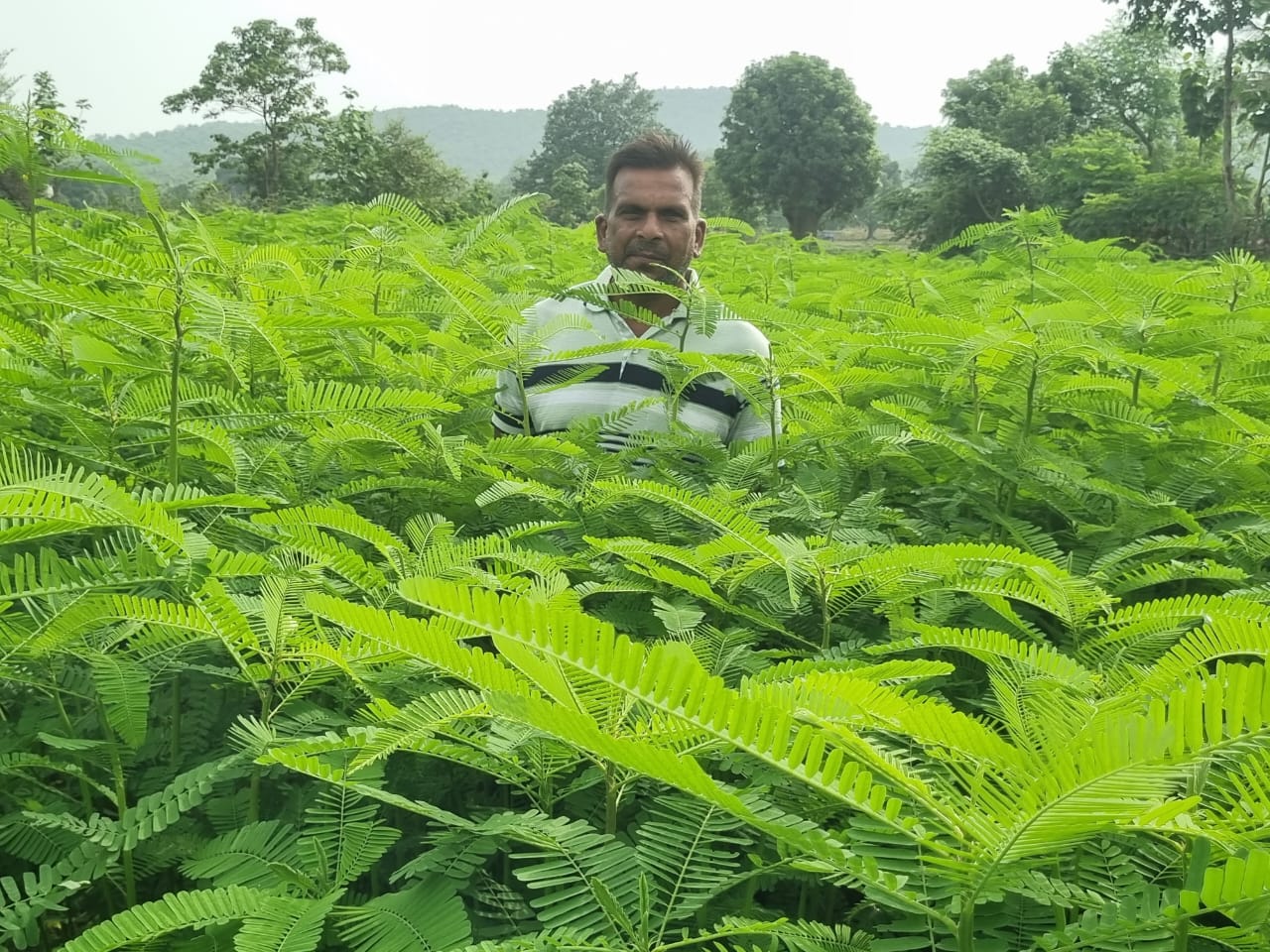लैलूंगा के किसानों ने बदली खेती की तस्वीर! अब ढेंचा बनेगा 'हरी खाद का हीरो', 80% तक घटेगा रासायनिक खाद का खर्च