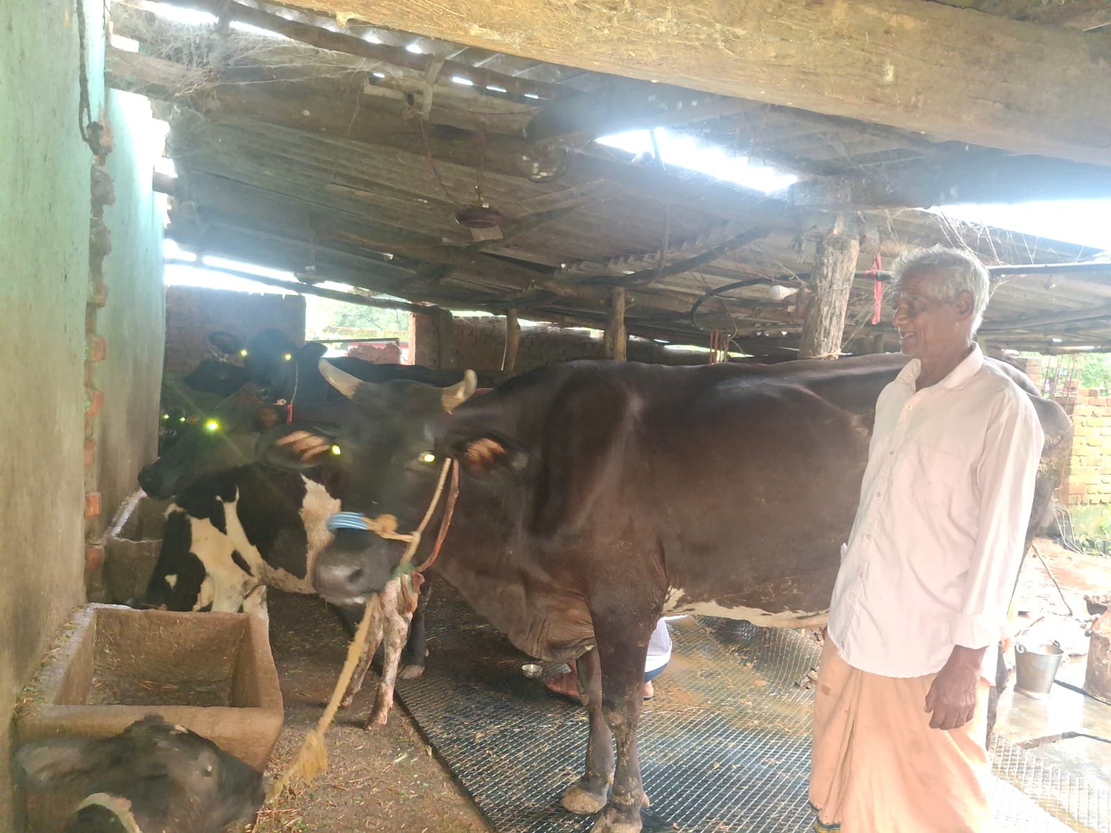 पीएम किसान सम्मान निधि की छोटी-छोटी बचत ने बदली 75 वर्षीय किसान परशुराम गुप्ता की जिंदगी, 10 गायों के साथ खड़ा किया सफल गौ-पालन व्यवसाय
