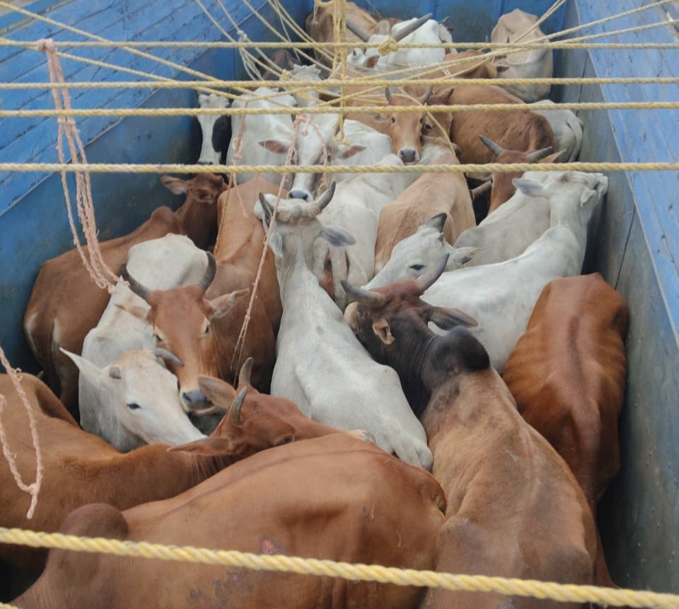 ऑपरेशन शंखनाद में जशपुर पुलिस की बड़ी कार्रवाई, छह चक्का ट्रक में ठूंस-ठूंसकर ले जाए जा रहे 38 गौवंश बरामद, एक तस्कर गिरफ्तार