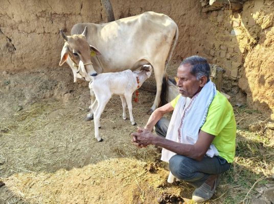 पशु कृत्रिम गर्भाधान से जन्मी प्रथम पुंगनुर मादा वत्स, जिले की ऐतिहासिक उपलब्धि के साथ पशु नस्ल सुधार में एक नया कदम&nbsp;