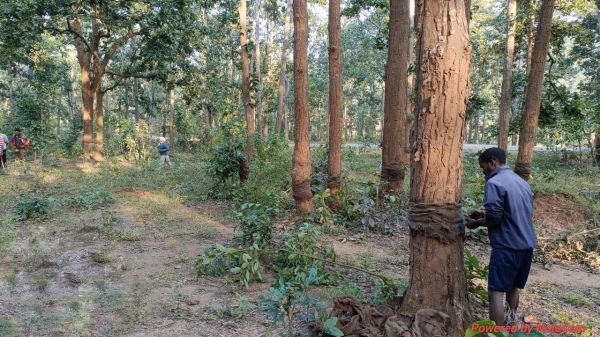 मनोरा में अवैध गर्डलिंग किये गए वृक्षों का उपचार कर किया गया सुरक्षित