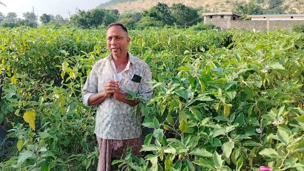 रायगढ़ : धान से सब्जी की ओर सफल कदम, खरसिया के किसान मुरलीधर साहू ने ग्राफ्टेड बैंगन से बदली खेती की तस्वीर