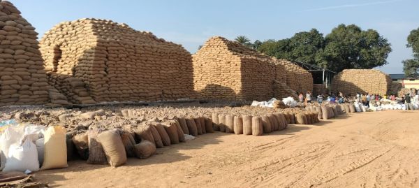 रायगढ़ में अब तक 18 लाख 33 हजार क्विंटल से अधिक धान की खरीदी,किसानों के खाते में पहुँचा 386 करोड़,&nbsp;37 हजार क्विंटल से अधिक अवैध धान जब्त