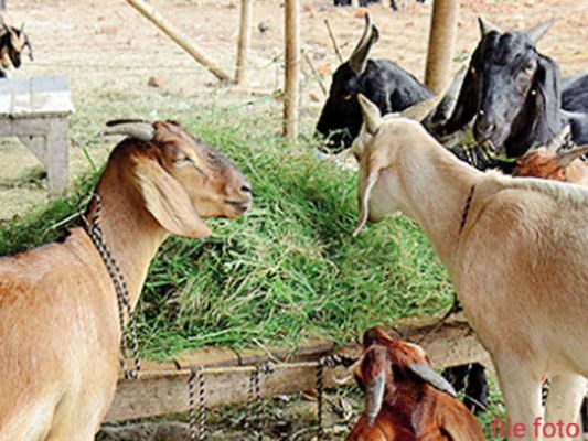 हाईवे किनारे गांवों से बेखौफ चोर उड़ा ले गए बकरियाँ,मोबाइल सबूत मिलने के बावजूद 15 दिन बाद भी चोर पुलिस की पकड़ से बाहर&rdquo;,पुलिस गश्त पर उठे सवाल&rdquo;