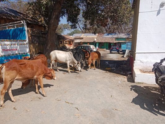 पुलिस का ऑपरेशन शंखनाद जारी: लैलूंगा में घेराबंदी कर मवेशी तस्कर गिरफ्तार, उड़ीसा बूचड़खाने ले जाए जा रहे 06 गौवंश मुक्त, एसएसपी ने कहा&mdash;तस्करों पर लगातार होगी कड़ी कार्रवाई