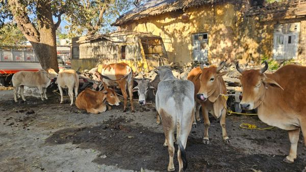 ऑपरेशन शंखनाद की गूंज से कांपे मवेशी तस्कर &mdash; रायगढ़ पुलिस की दोहरी बड़ी कार्रवाई में 7 आरोपी गिरफ्तार, 18 गौवंश तस्करी से मुक्त, दो पिकअप वाहन जब्त