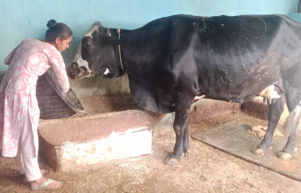 मेडिकल लैब की नौकरी छोड़ गांव की माटी में रचा इतिहास &ndash; आरती पटेल ने पशुधन, दुग्ध उत्पादन और वैल्यू एडिशन से खड़ा किया लाखों की कमाई वाला आत्मनिर्भर मॉडल