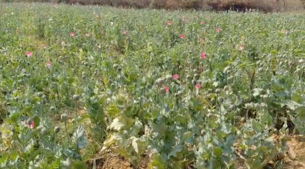 &ldquo;ऑपरेशन आघात&rdquo; का अब तक का सबसे बड़ा एक्शन : तमनार के आमाघाट में नदी किनारे फैली करीब एक एकड़ अवैध अफीम की खेती का सनसनीखेज खुलासा, झारखंड से जुड़े आरोपी की गिरफ्तारी, रातभर चली पुलिस की घेराबंदी और सुबह होते ही फसल पर चला कानूनी बुलडोज़र