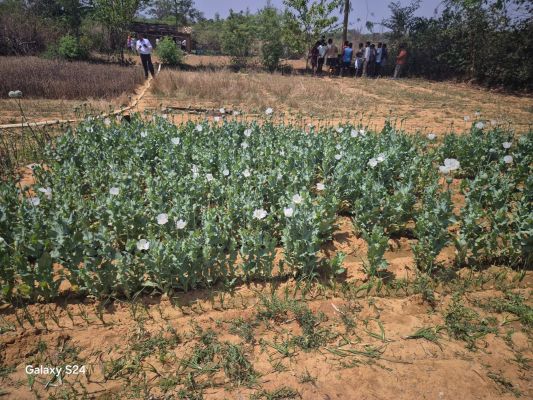 लैलूंगा में अफीम माफियाओं पर बड़ा प्रहार : नवीन घटगांव और मुड़ागांव में 3 आरोपी गिरफ्तार, 61 किलो से अधिक अवैध अफीम जब्त, एनडीपीएस एक्ट के तहत सख्त कार्रवाई