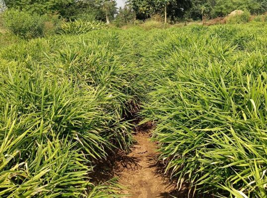 परंपरागत खेती से आगे बढ़कर अदरक बना आय का नया सहारा&mdash;युवा किसान ने दोगुनी कमाई से रचा सफलता का इतिहास