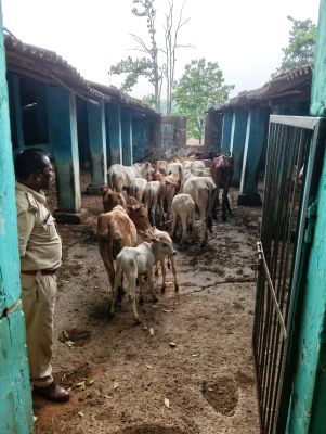 ऑपरेशन शंखनाद के तहत लैलूंगा पुलिस की बड़ी कार्रवाई, घने जंगल में चलाए गए सर्च ऑपरेशन में 20 गौवंश तस्करों के चंगुल से मुक्त