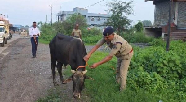 हाईवे पर मवेशियों को पहनाए गए रेडियम बेल्ट, सड़क हादसे रोकने रायगढ़ पुलिस की नई पहल