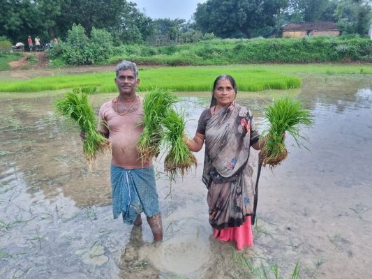 डीएमएफ और विभागीय योजनाओं की मदद से लैलूंगा में सुगंधित जवाफूल की खेती को मिल रहा विस्तार