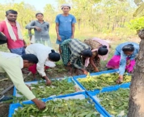 वनांचल के ग्रामीणों के लिए स्वरोजगार का नया अवसर, तसर पालन से मजबूत होगी आजीविका, बीजापुर में 13 हितग्राहियों को स्वस्थ डिम्ब समूह वितरण के साथ मिली आर्थिक सहायता